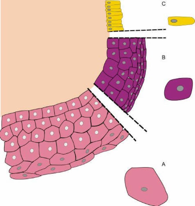 Kap 11.3 Fig 4.jpg
