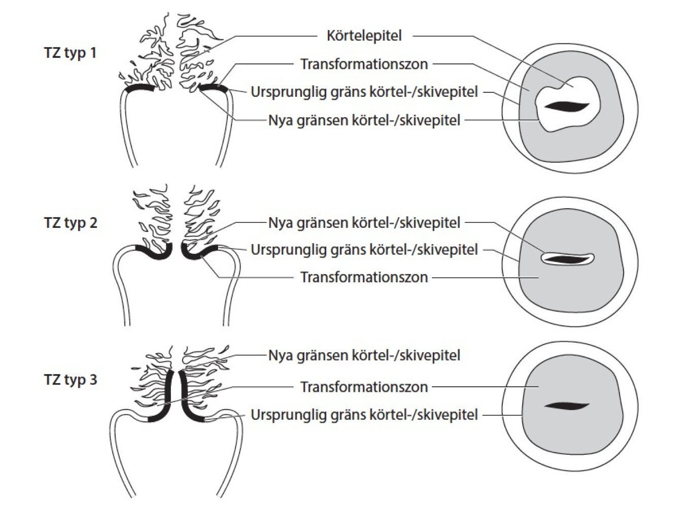 Kap15Fig2.jpg