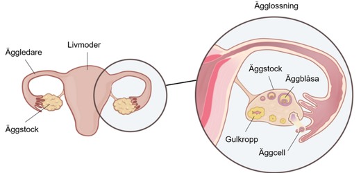 &Auml;ggstockarna uts&ouml;ndrar hormoner och styr &auml;gglossningen.