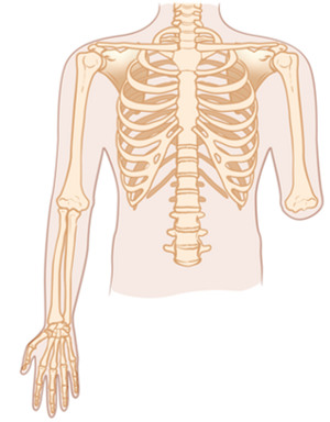 En bild som visar det mänskliga skelettet.