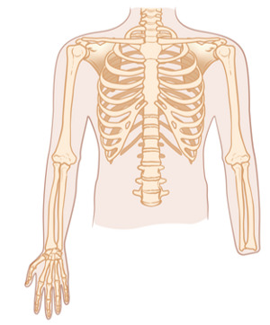 En bild som visar det mänskliga skelettet.