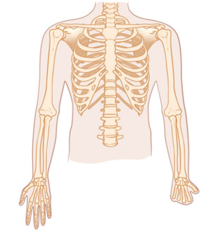 En bild som visar det mänskliga skelettet.
