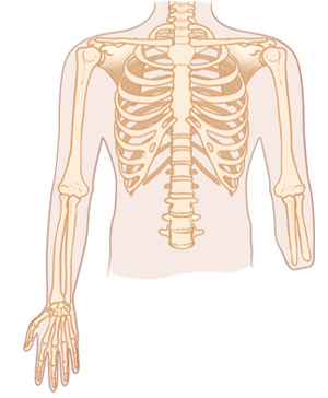 En bild som visar det mänskliga skelettet.