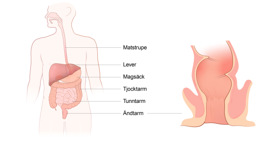En anatomisk översikt över människokroppen.