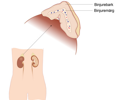 Illustration av binjuren