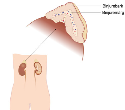 Illustration av binjuren
