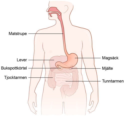 Tvärsnitt med översiktsbild av mag-tarmkanalen.