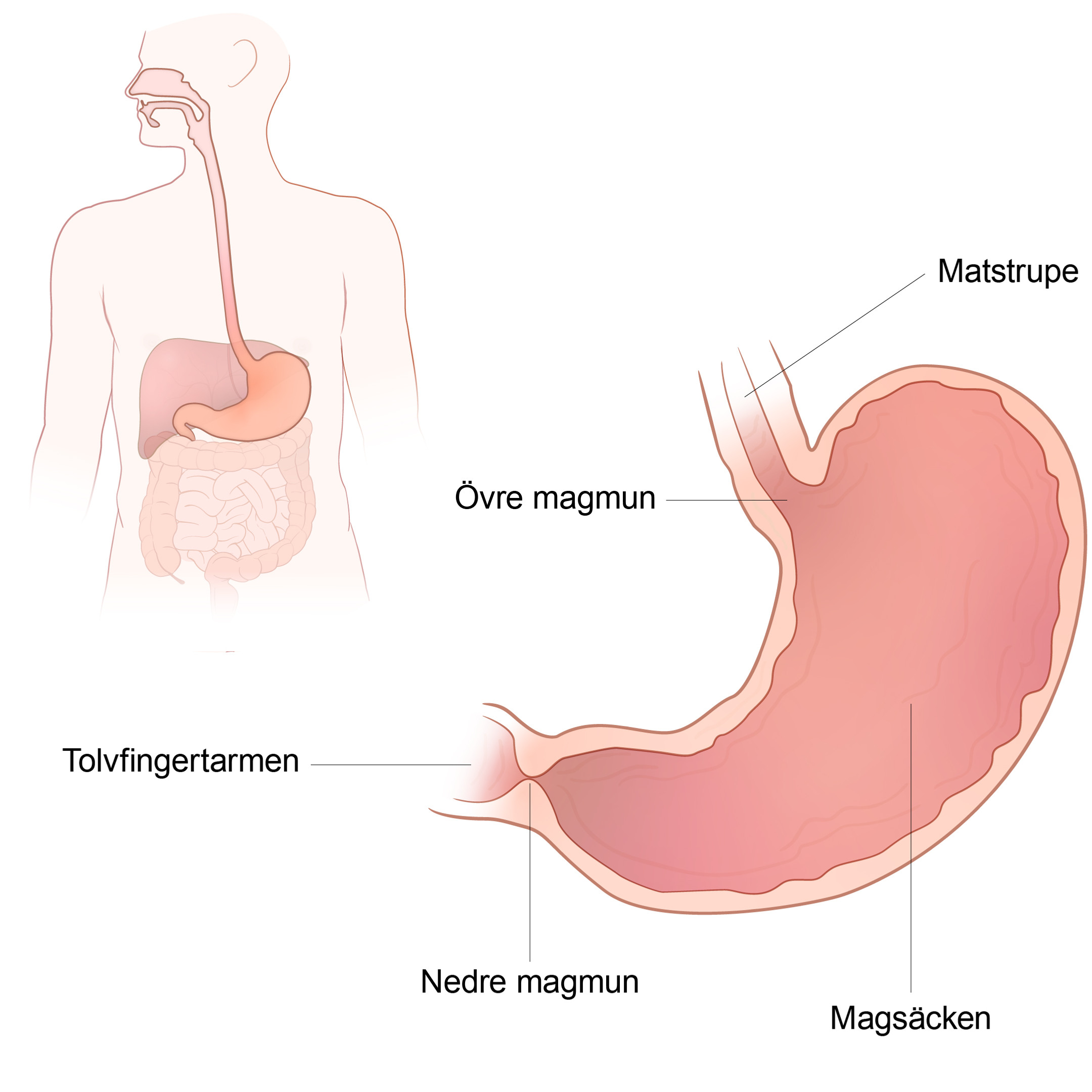En anatomisk illustration av magen.