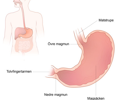 Illustration av magsäcken