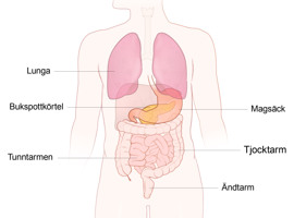En anatomisk översikt över människokroppen.