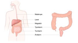 En anatomisk översikt över människokroppen.