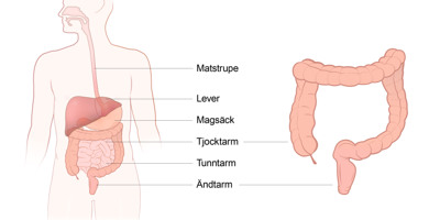 Illustration av kroppens tarmsystem