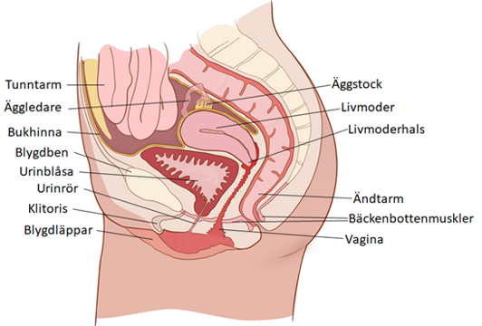 En anatomisk illustration av kvinnans bäckenbotten.