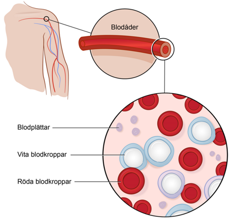 Illustration som visar blodkärl i arm med förstorade vyer av blodåder och blodceller. Detaljer inkluderar röda blodkroppar, vita blodkroppar och blodplättar.