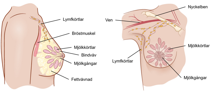 Illustration av bröstet sett från sidan och framifrån.