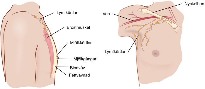 Illustration av bröstet sett från sidan och framifrån.