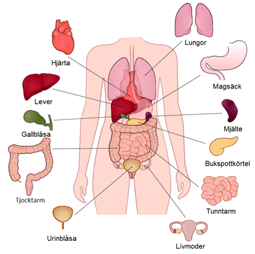 En illustration av människokroppens organ.