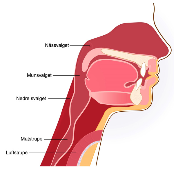 Illustration efter laryngektomi, med svalget, luftstrupen och matstrupen.