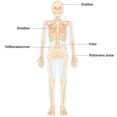 En bild av det mänskliga skelettet.