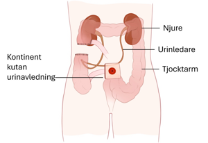 En anatomisk illustration av kroppen.