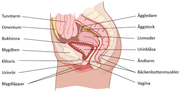 En anatomisk illustration av kvinnans bäckenbotten.