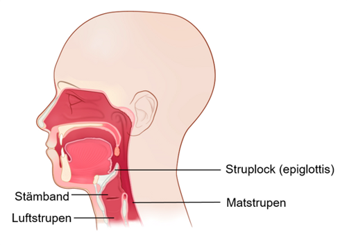Illustration av struphuvudet och kringliggande organ.