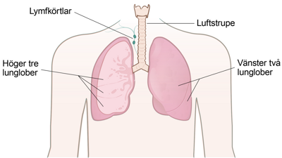 En anatomisk översikt över människokroppen.