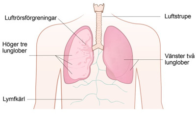 En anatomisk översikt över människokroppen.