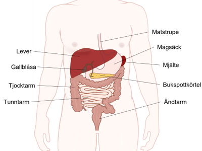 Illustration av bukens organ