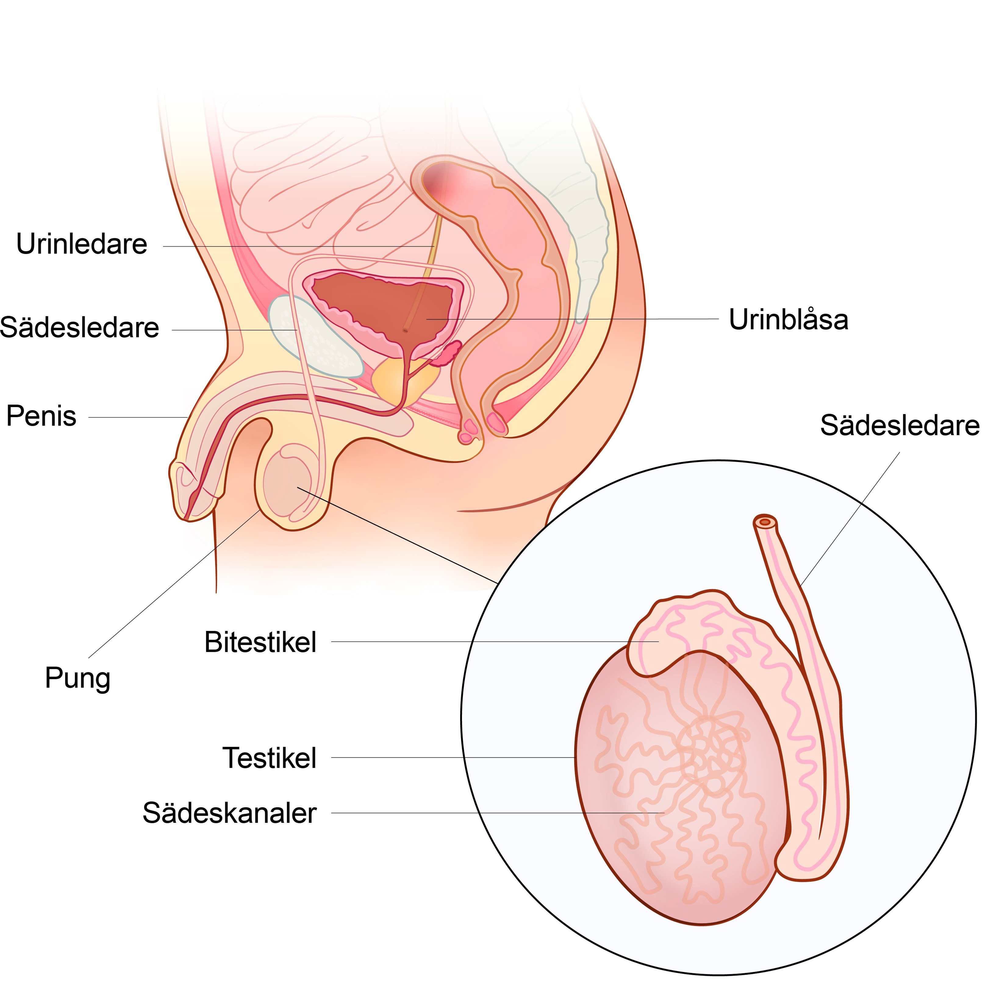 Illustration av sädeskanalerna