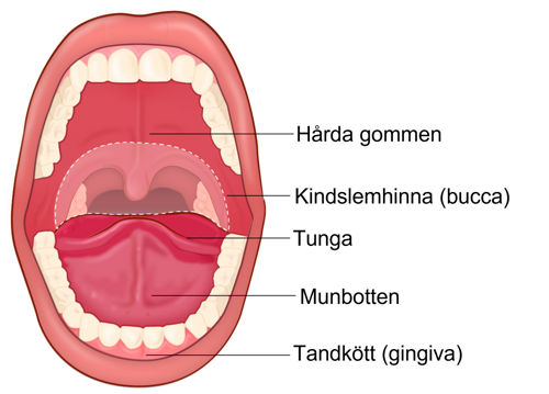 Illustration av munhålan.