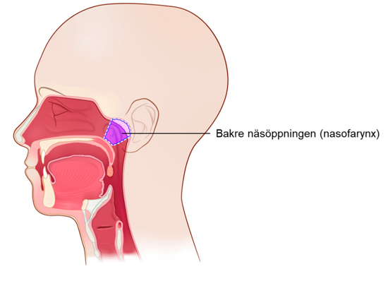 Tvärsnitt av huvudet med bakre näsöppningen synlig.