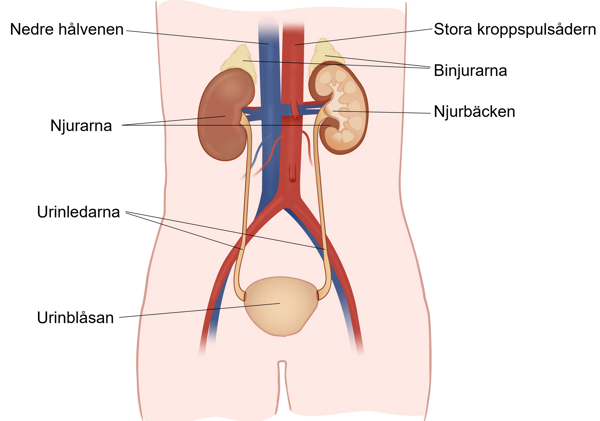 Illustration av njurarna och kringliggande organ.