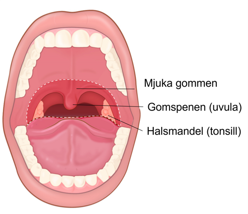 Illustration av mellansvalget.
