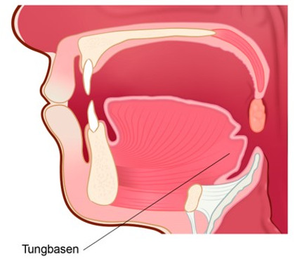 Illustration av tungbasen i mellansvalget.