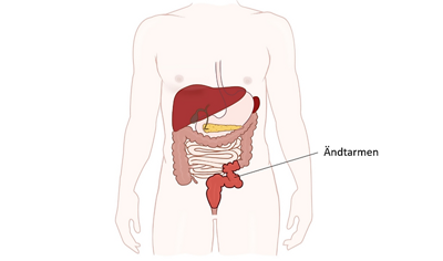 En anatomisk översikt över människokroppen.