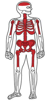 En teckning av ett mänskligt skelett där skelettet är markerat.
