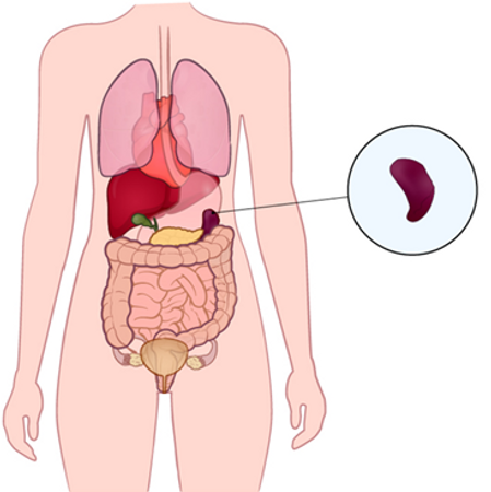En anatomisk bild av människokroppen som visar var mjälten sitter.