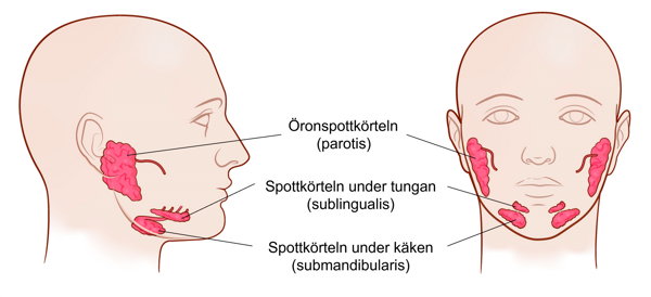 Illustration av spottkörtlarna.