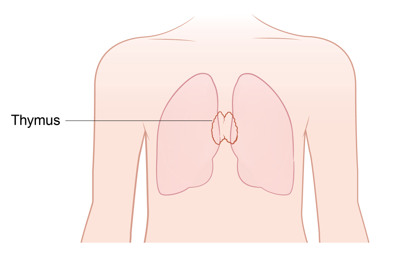 Thymus
